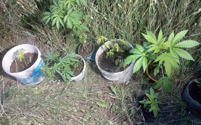 Həyətində çətənə kolları yetişdirən Neftçala sakini saxlanılıb