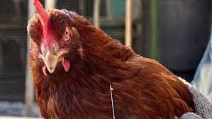 Quş qripinə görə Moskvada karantin elan edilib