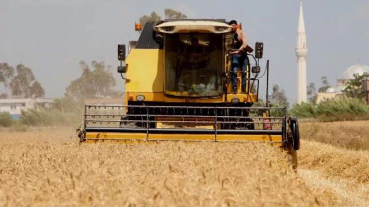 Adanada buğda biçini başlayıb