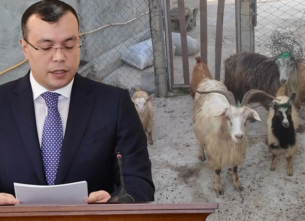 Nazirin əmri ilə verilən keçilər öldü: Məşğulluq Mərkəzi heyvanları tələb edir