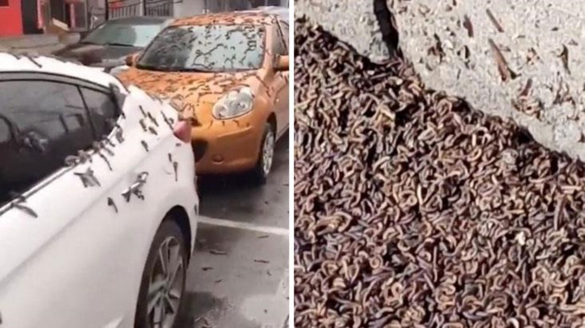 Havada qorxunc anlar: Göydən qurdlar yağdı, hamı təşvişə düşdü - VİDEO