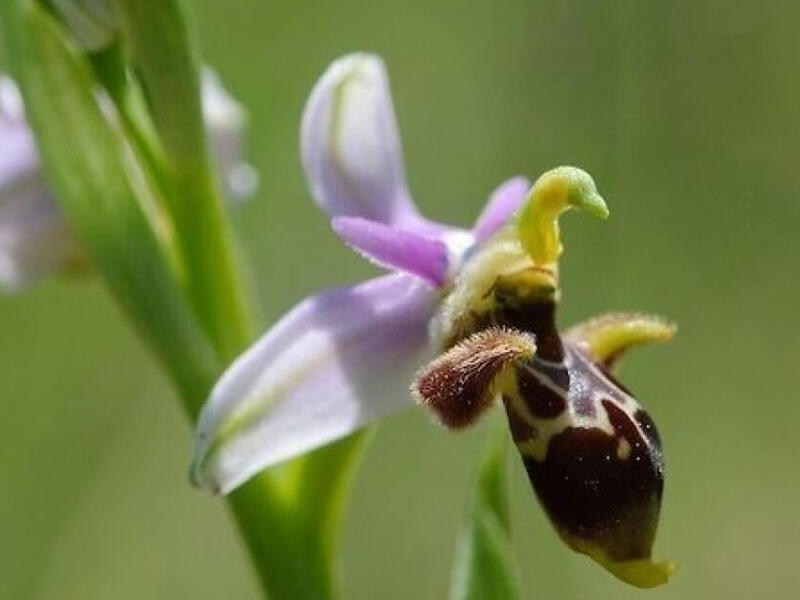 Zəngilanda iki növ yeni Xarıbülbül tapılıb