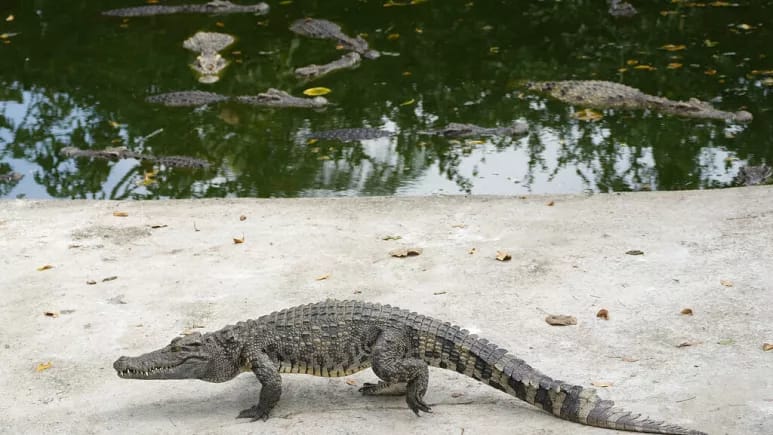 Kambocada fermer yetişdirdiyi 40 timsaha yem oldu