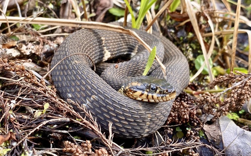 Жителей Исмаиллинского района ужалила змея