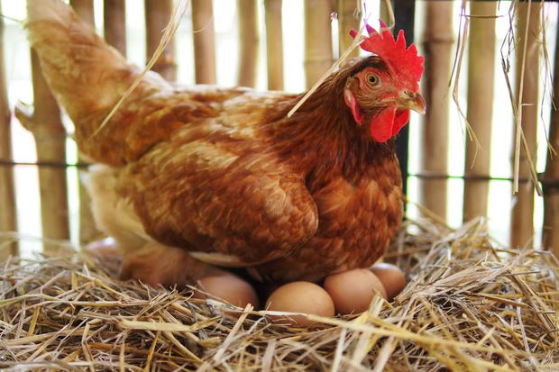 Toyuğun “sürpriz” yumurtası sosial şəbəkədə gülüşlə qarşılandı - FOTO
