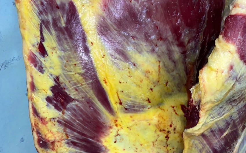 İstehlaka yararsız heyvan cəmdəyi məhv edilib