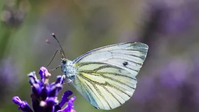 Nəsli kəsilmiş kəpənək 100 il sonra yenidən peyda olub