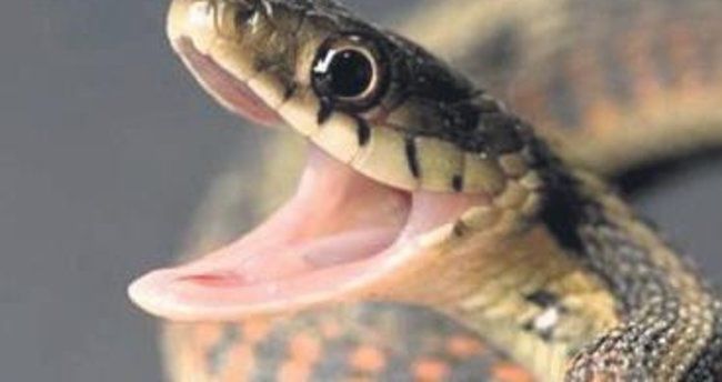 3 yaşlı uşağı ilan dişləyərək öldürüb