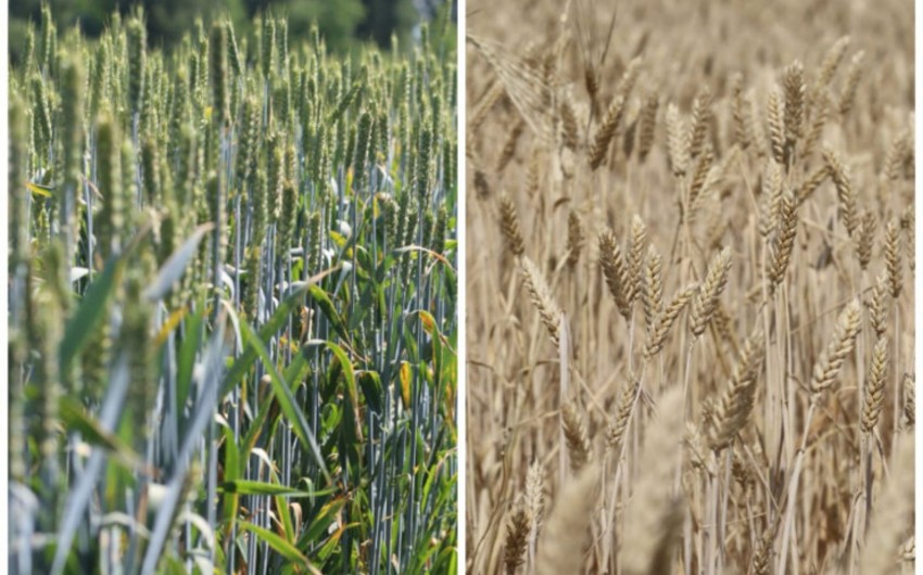 Dənli bitki toxumlarının emalı zavodları mövsümə hazır vəziyyətə gətirilib