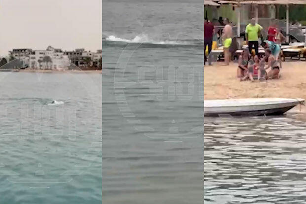 Çimərliyikdə dəhşətli anlar: Köpəkbalığı turistə hücum etdi - VİDEO