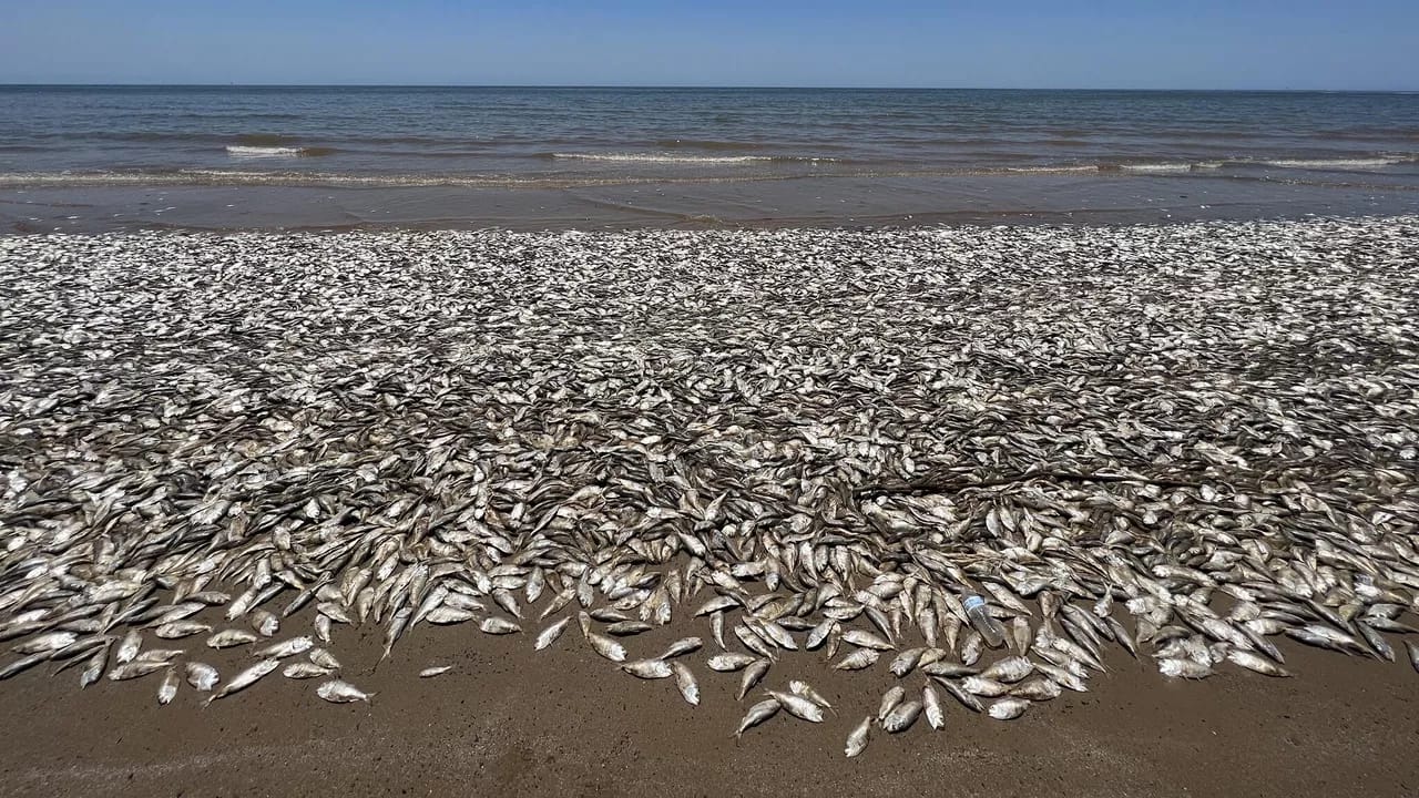 ABŞ-ın cənub sahillərində minlərlə balıq ölü tapılıb