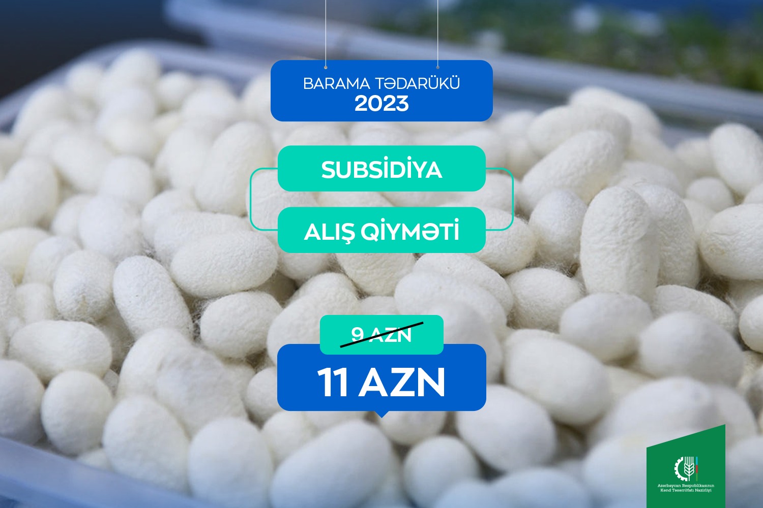 Tədarük məntəqələrinə 328 ton yaş barama təhvil verilib