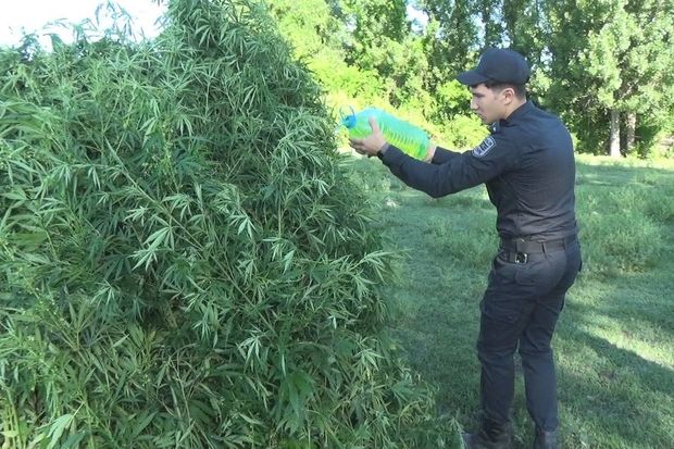 Qəbələdə 4 tondan artıq narkotik tərkibli bitki məhv edilib - FOTO