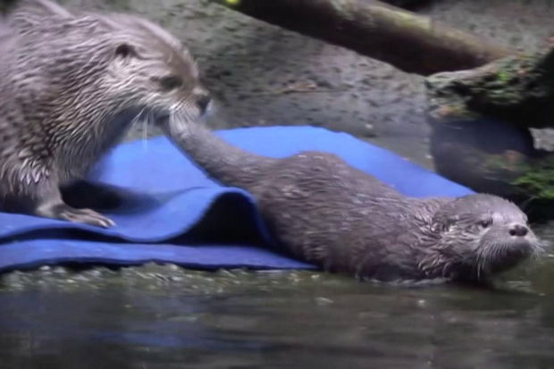 Balasına zorla üzməyi öyrədən su samuru görənləri qəhqəhəyə boğdu - VİDEO