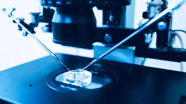 Kök hüceyrədən sintetik insan embrionu istehsal edilib