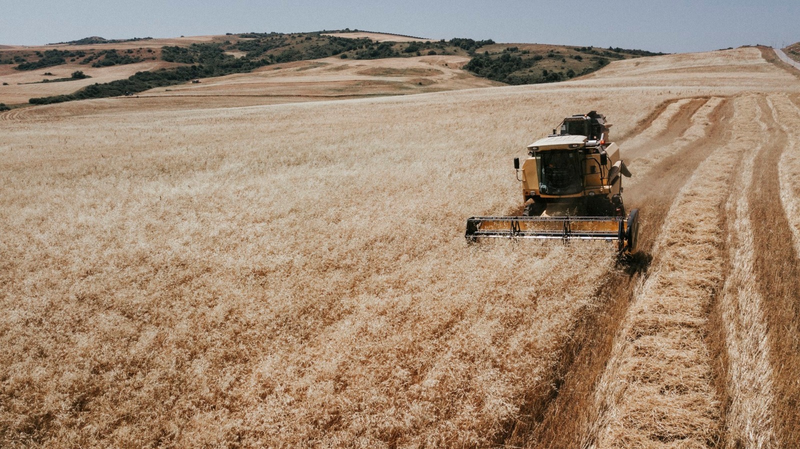 Taxıl biçini - 2023: sahələrin 23,5 faizində biçin başa çatıb