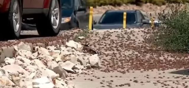 Çəyirtkələr şəhəri zəbt etdi – qəribə olay