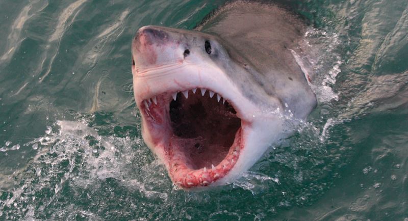 Film çəkilişi zamanı dəhşət: Köpəkbalığı ekipaj üzvlərinə hücum etdi