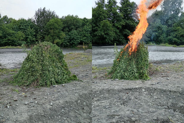 Balakəndə 5 tondan artıq narkotik tərkibli bitki məhv edilib