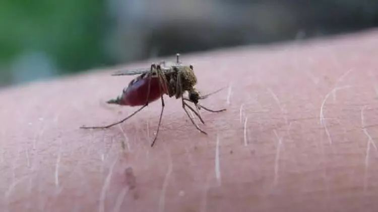 Beliz 70 illik səydən sonra ÜST tərəfindən malyariyadan azad sertifikat aldı