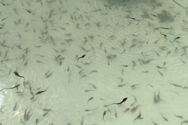 Kür çayına növbəti dəfə balıq körpələri buraxılıb - FOTO