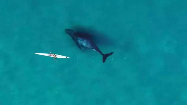Avstraliyanın məşhur Bondi çimərliyində balina kanoeçi ilə birlikdə üzüb