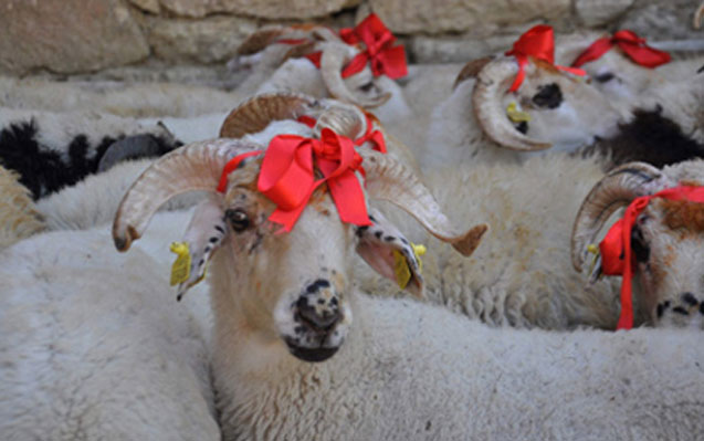 Azərbaycanda Qurban bayramı qeyd olunur