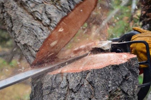 Bakıda məşhur tikinti şirkətləri ağacları qanunsuz kəsiblər - RƏSMİ