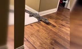 1,5 metrlik timsah evə girib