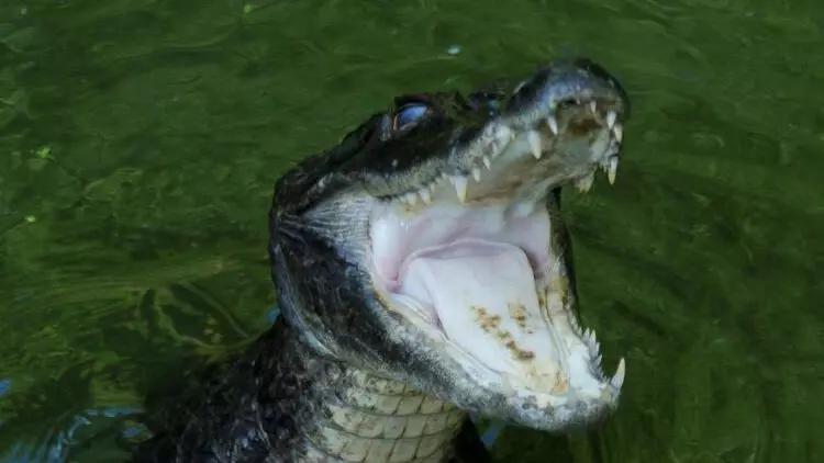 ABŞ-da dəhşətli hadisə: Timsahın hücumuna məruz qalan qadın ölüb