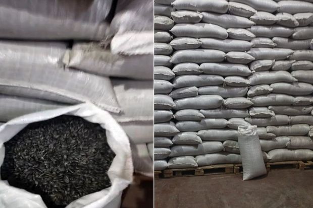 Rusiya şirkətinə Azərbaycana günəbaxan tumu ixrac etmək qadağan olundu