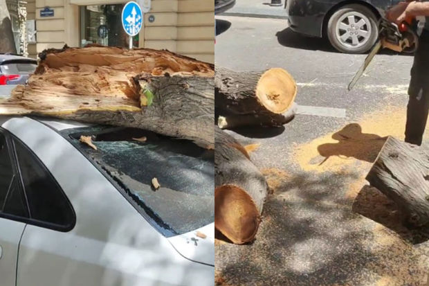 Bakıda külək nəticəsində sınan ağac avtomobilin üzərinə düşüb - VİDEO