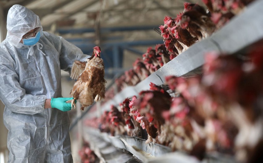 AQTA bir sıra ərazilərdən quş əti və quş yemlərinin idxalına məhdudiyyət qoyub