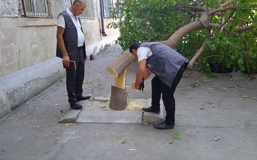Göyçayda tut ağacını kəsən qadın cəzalandırılıb