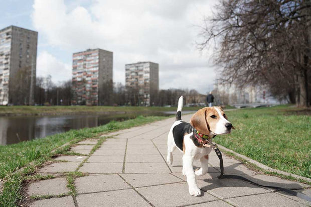 Rusiyada ev itlərini sərbəst gəzintiyə buraxmaq qadağan edildi