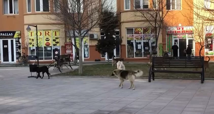 Sahibsiz itlər Masazır sakinləri üçün təhlükə yaradır - VİDEO