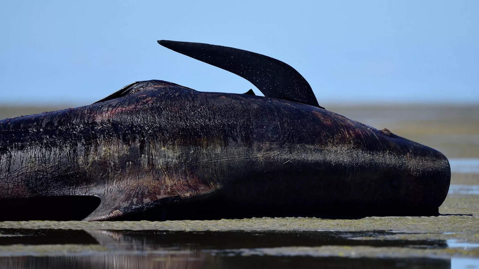 Şotlandiyanın qərbində 55 balina sahildə ölüb