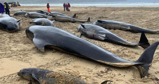 Şotlandiyanın qərbində 55 balina sahildə ölüb