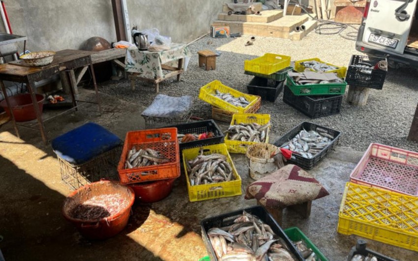 Şəmkirdə balıq emalı müəssisəsinin fəaliyyəti məhdudlaşdırılıb