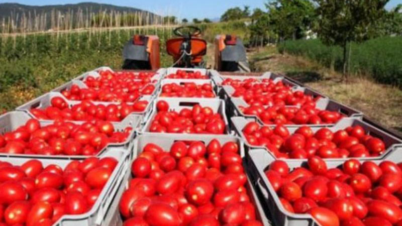 “AQTA yerli istehsala nəzarət edə bilmir” - Ekspert