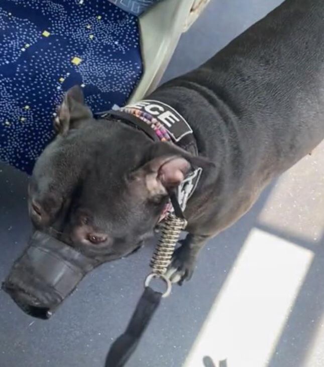 Pitbulla avtobusuna mindi, mübahisə düşdü