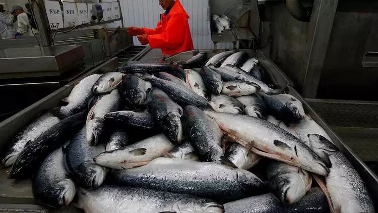 Rusiya Aİ, ABŞ və Norveçdən balıq və dəniz məhsullarının idxalını qadağan edib