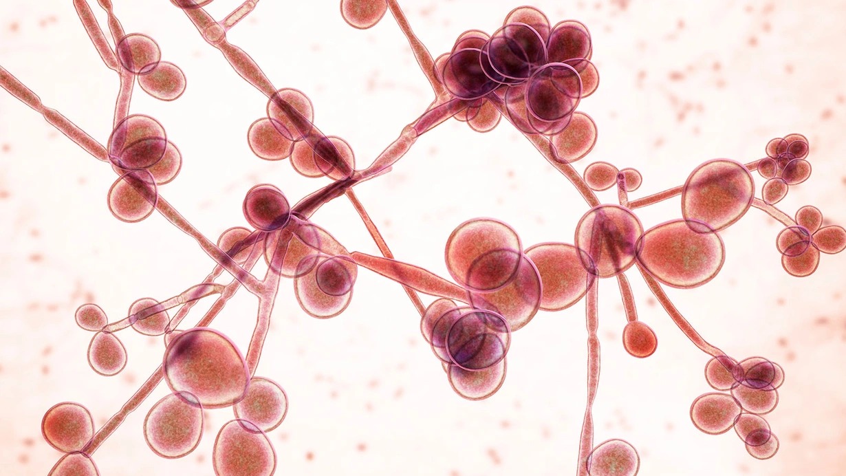 Dünyanı təhdid edən yeni kabus: Marburq virusu 