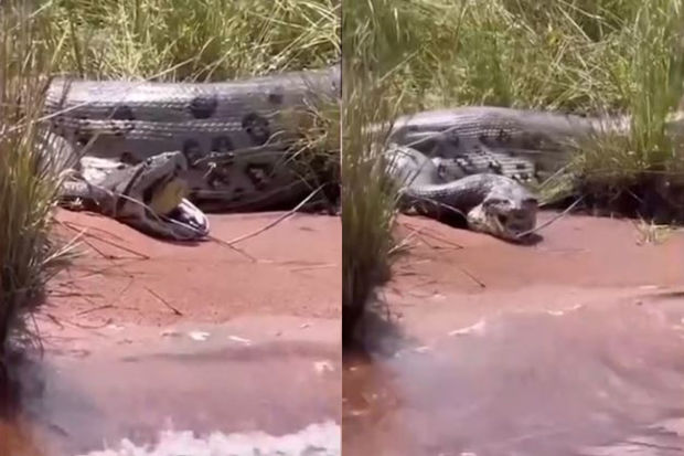 Anakonda öz cinsindən olan digər nəhəng ilanı udmağa çalışdı - VİDEO