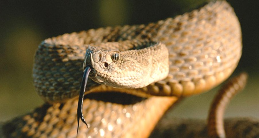 İlan evinə girmək istəyən şəxsi belə sancdı - VİDEO