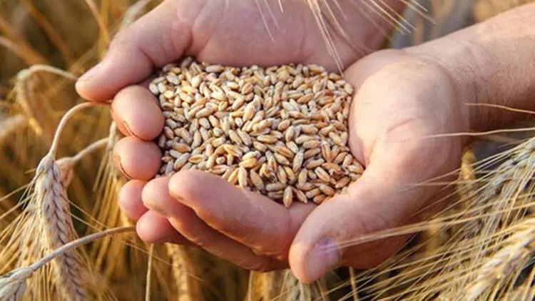 Ukrayna taxıl ixracı üçün Xorvatiya ilə razılaşdı