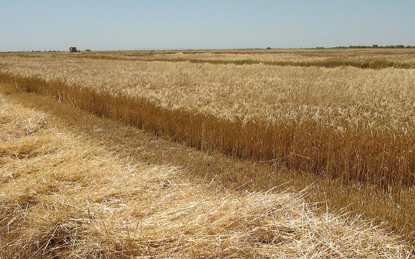 CAR “Taxıl sazişi”nin bərpası üçün Rusiyaya çağırış edib
