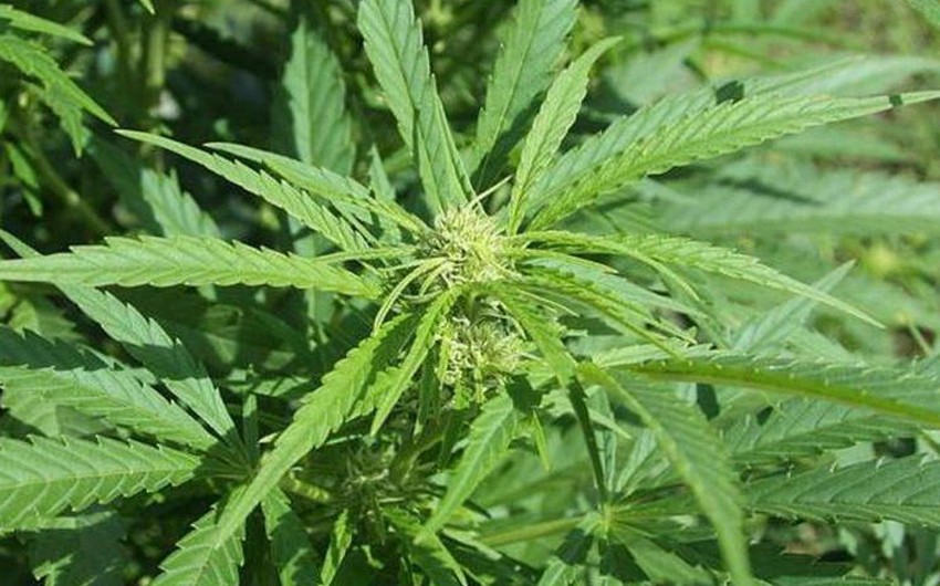 Ucarda çöllük ərazidə çətənə bitkiləri yetişdirən iki nəfər saxlanılıb