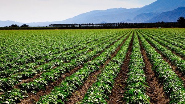 Əkin sahələri üzrə aqrar sığorta ödənişləri necə verilir? - Göyçayda regional tədbir keçirildi