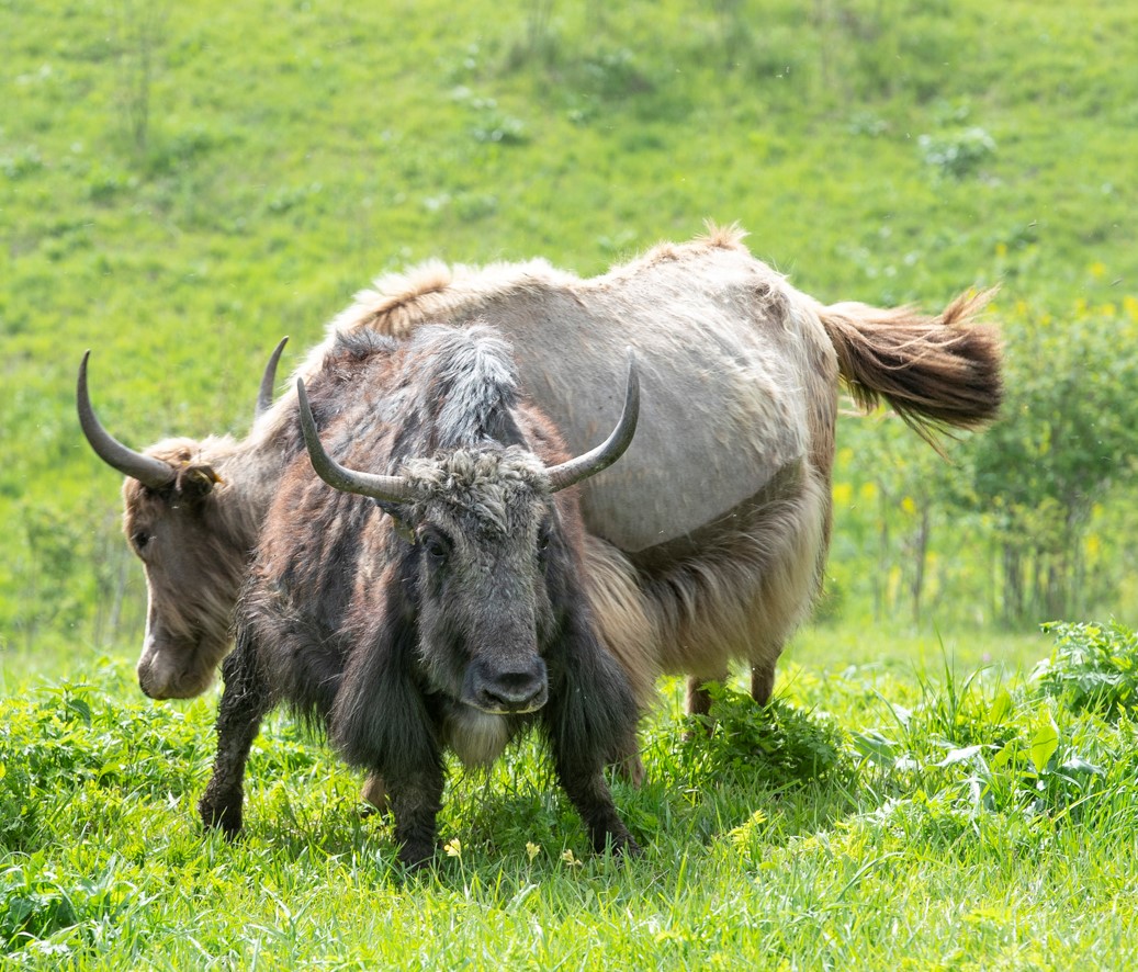 Laçın yaylaqlarındakı yak təsərrüfatında döl prosesi başa çatıb